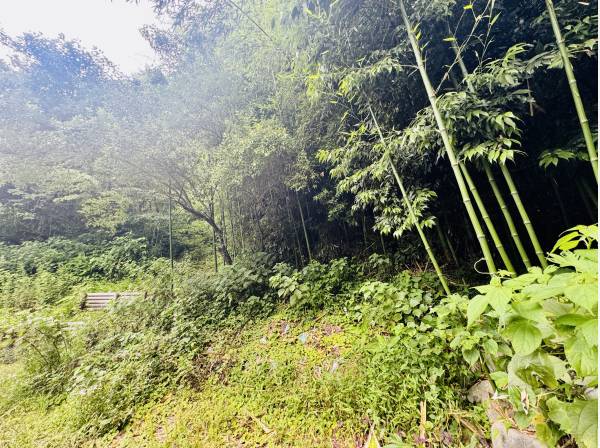 鎌倉の山に囲まれた環境