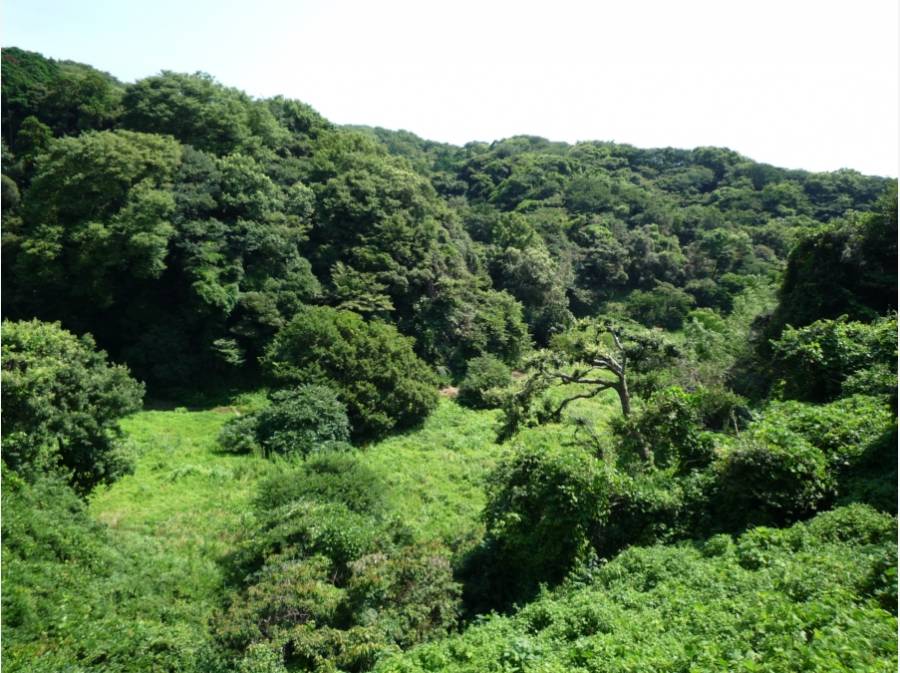 背後には、豊かな自然が残る鎌倉最大の緑地が広がります