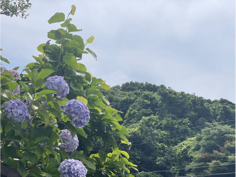 鎌倉らしい紫陽花に、近くに感じる低山の緑